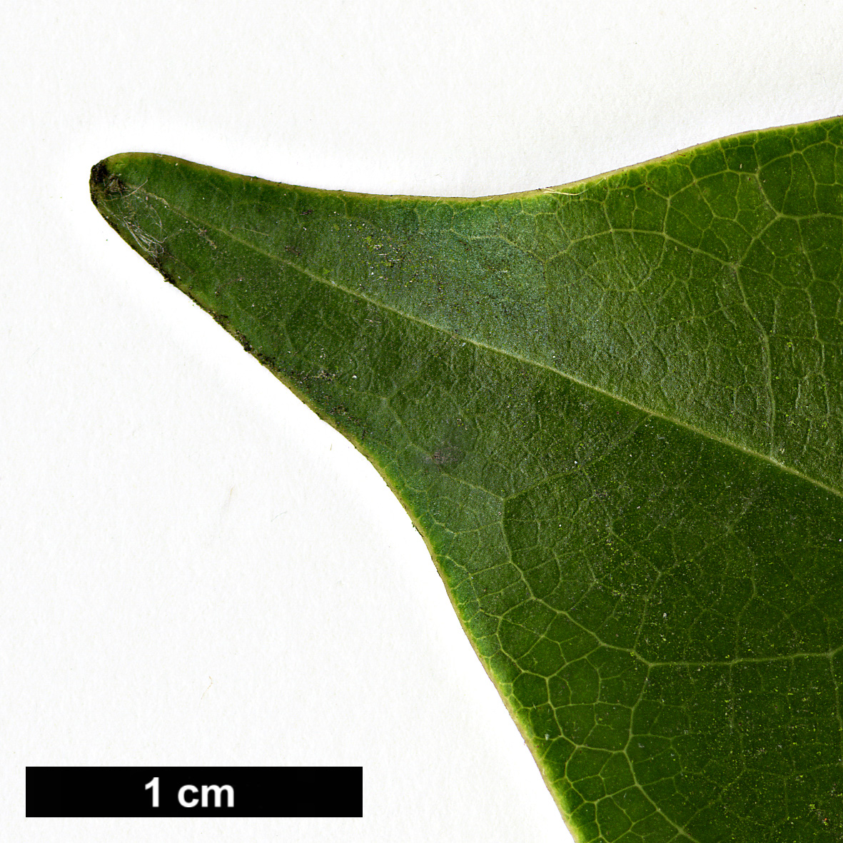High resolution image: Family: Magnoliaceae - Genus: Magnolia - Taxon: cavaleriei - SpeciesSub: var. platypetala